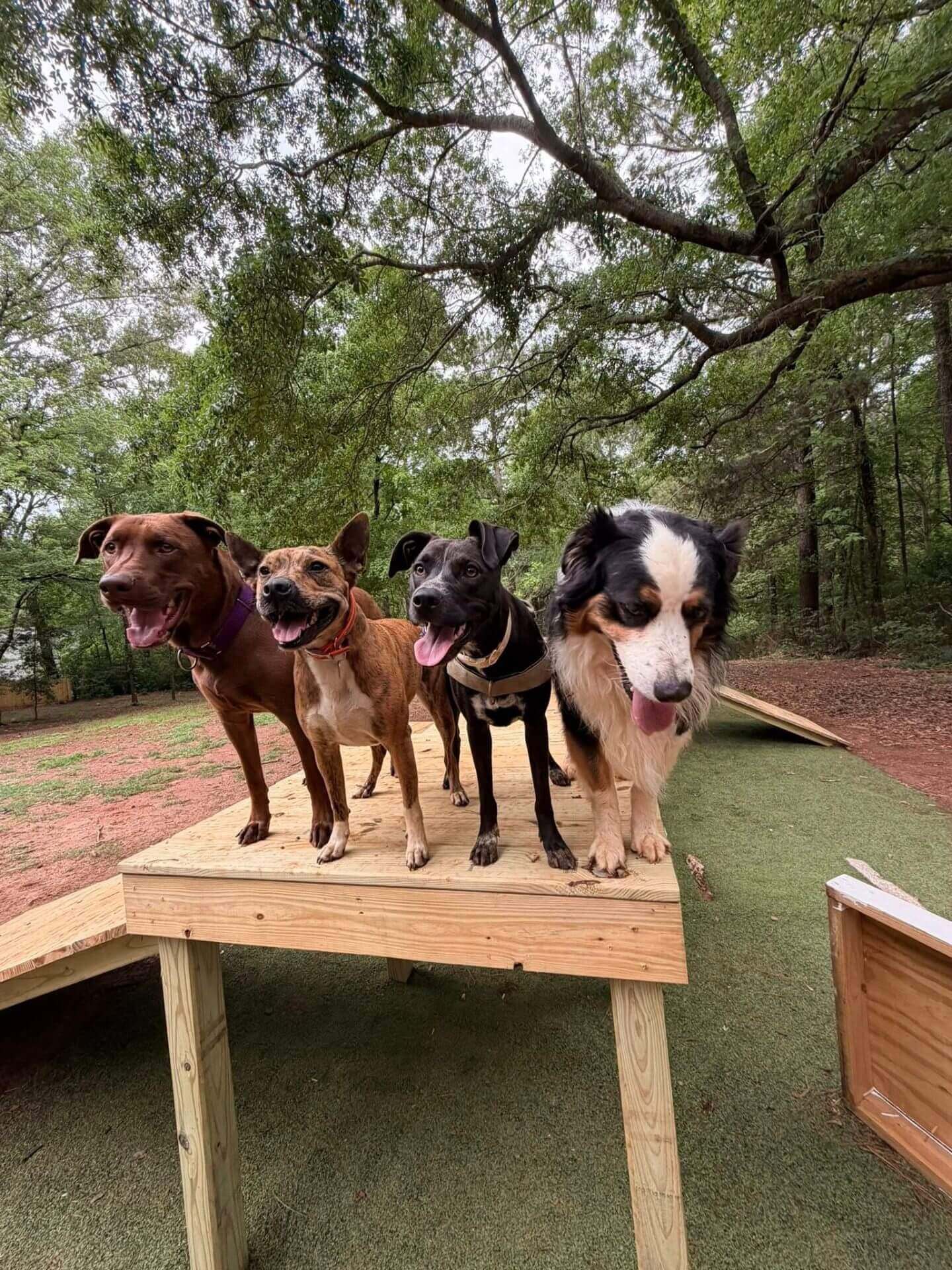 Cuatro perros felices posando juntos en una plataforma de juego de madera en Wagadoches